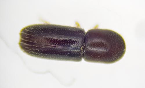 Réf. 244 943 : Xyleborinus saxesenii